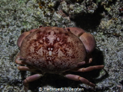 Box Crab Calappa calappa by Hansruedi Wuersten 